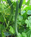 Japanese Long Cucumber SEEDS "Sooyow Nishiki" Asian Vegetable - Caribbean garden seed