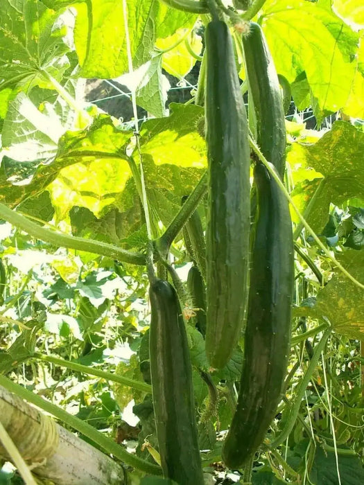 Japanese Long Cucumber SEEDS "Sooyow Nishiki" Asian Vegetable - Caribbean garden seed