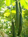 Japanese Long Cucumber SEEDS "Sooyow Nishiki" Asian Vegetable - Caribbean garden seed