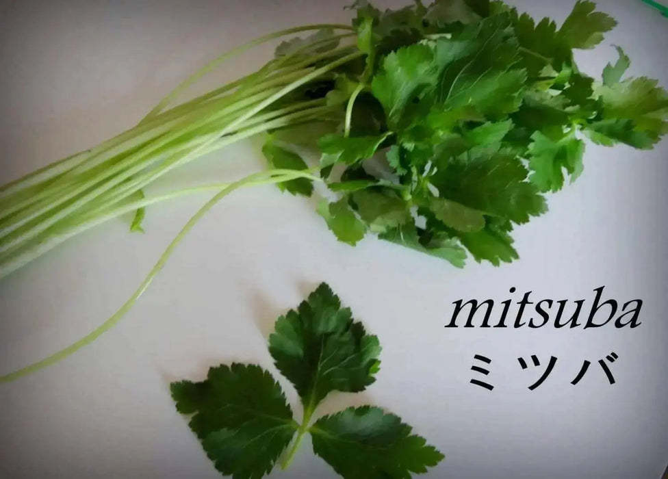 Japanese Parsley Seeds , Mitsuba - Asian Vegetable - Caribbean garden seed