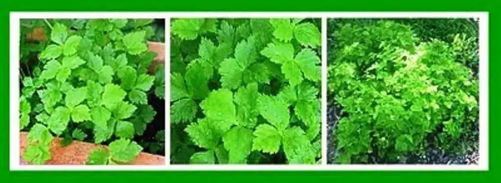 Japanese Parsley Seeds , Mitsuba - Asian Vegetable - Caribbean garden seed