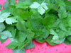 Japanese Parsley Seeds , Mitsuba - Asian Vegetable - Caribbean garden seed