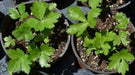 Japanese Parsley Seeds , Mitsuba - Asian Vegetable - Caribbean garden seed