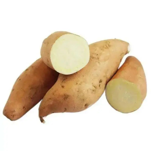 JERSEY YELLOW Sweet Potato Plants/Slips - - Caribbean garden seed