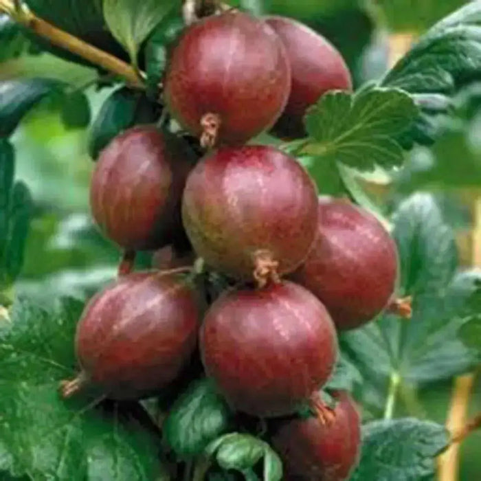 Jeanne Gooseberry (Live plants) Perennial Vine - Caribbean garden seed