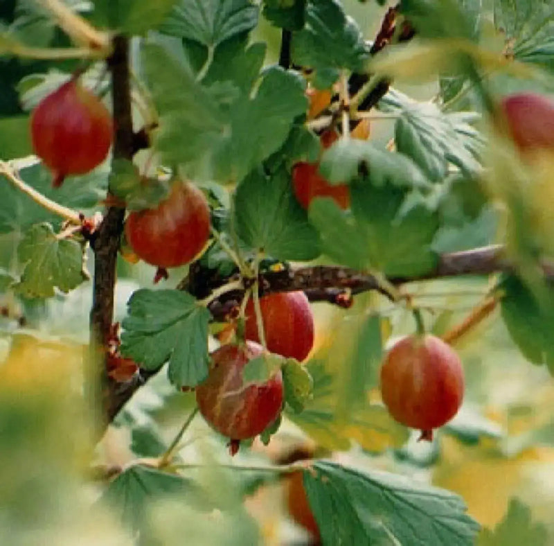 Jeanne Gooseberry (Live plants) Perennial Vine - Caribbean garden seed