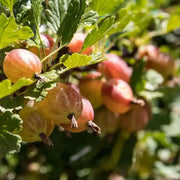 Jeanne Gooseberry (Live plants) Perennial Vine - Caribbean garden seed