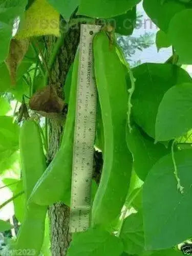 Japanese Sword Bean Seeds - White - Shironata Mame.