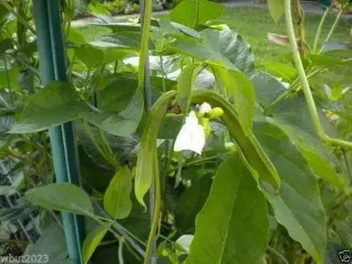 Japanese Sword Bean Seeds - White - Shironata Mame.