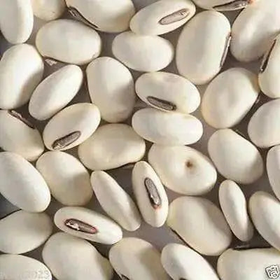 Japanese Sword Bean Seeds - White - Shironata Mame.