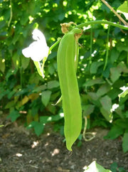 Japanese Sword Bean Seeds ,White, Canavalia gladiata- organic, Heirloom Asian Vegetable ! - Caribbean garden seed