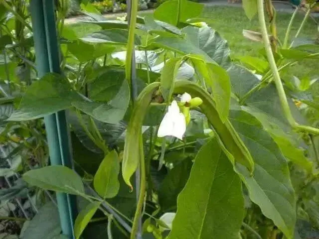 Japanese Sword Bean Seeds ,White, Canavalia gladiata- organic, Heirloom Asian Vegetable ! - Caribbean garden seed
