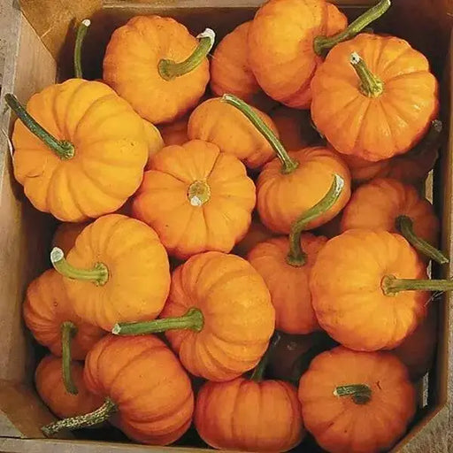 Jill-Be-Little Pumpkin Seed- WINTER SQUASH SEED - Caribbean garden seed