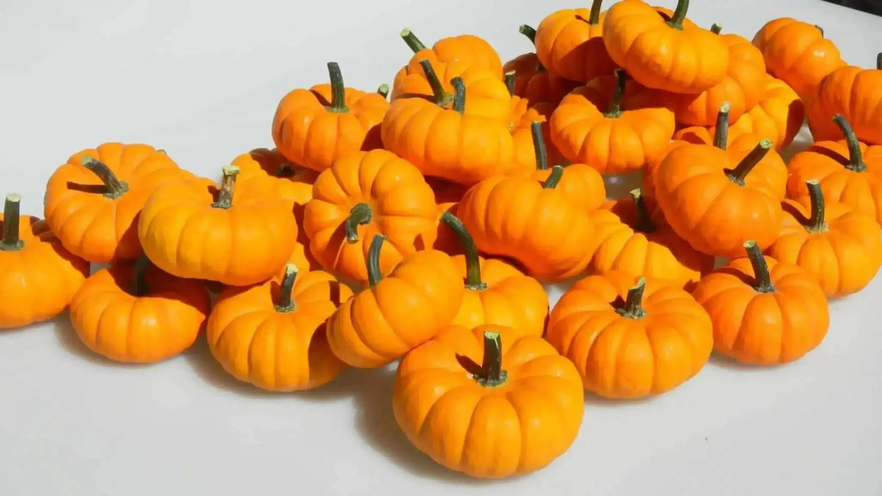 Jill-Be-Little Pumpkin Seed- WINTER SQUASH SEED - Caribbean garden seed