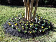 Johnny Jump-up (Viola Tricolor) purple, yellow and white - Mixed Flowers seeds! - Caribbean garden seed
