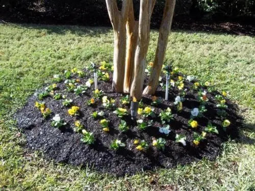 Johnny Jump-up (Viola Tricolor) purple, yellow and white - Mixed Flowers seeds! - Caribbean garden seed