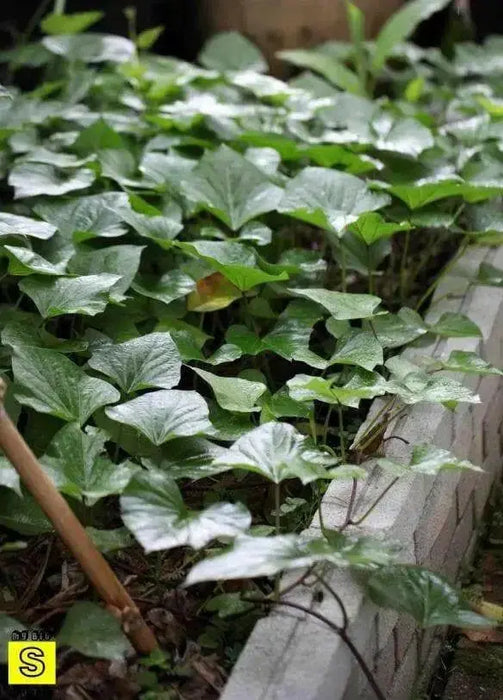 Japanese sweet potatoes (Slips)  asian vegetable, - Caribbean garden seed