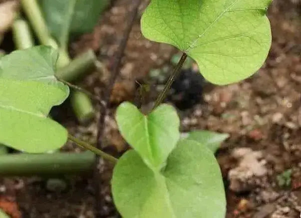 Japanese sweet potatoes (Slips)  asian vegetable, - Caribbean garden seed