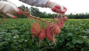 Japanese sweet potatoes (Slips)  asian vegetable, - Caribbean garden seed