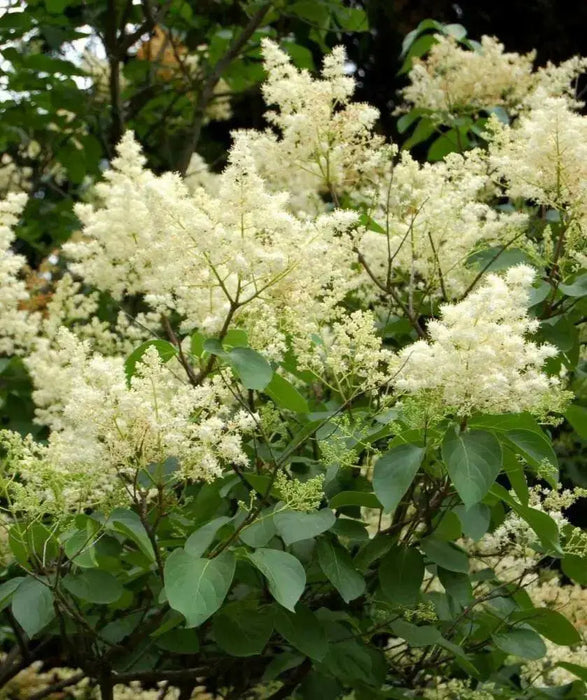 Japanese Tree Lilac Seeds, PERENNIAL - Caribbean garden seed