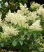 Japanese Tree Lilac Seeds, PERENNIAL - Caribbean garden seed