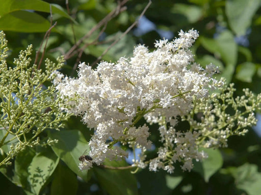 Japanese Tree Lilac Seeds, PERENNIAL - Caribbean garden seed
