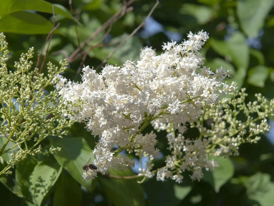 Japanese Tree Lilac Seeds, PERENNIAL - Caribbean garden seed