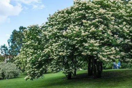 Japanese Tree Lilac Seeds, PERENNIAL - Caribbean garden seed