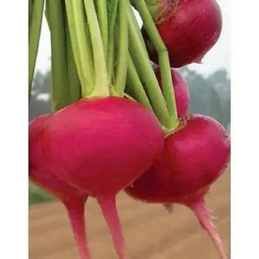 Japanese Red Turnip Seeds, Red Round , Brassica rapa var rapifera. Asian Vegetable - Caribbean garden seed