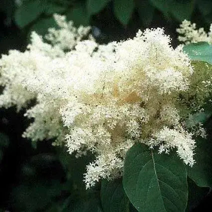 Japanese Tree Lilac Seeds, PERENNIAL - Caribbean garden seed