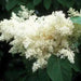 Japanese Tree Lilac Seeds, PERENNIAL - Caribbean garden seed