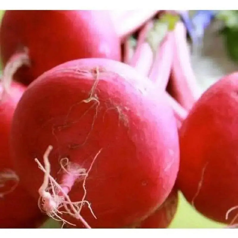 Japanese Red Turnip Seeds, Red Round , Brassica rapa var rapifera. Asian Vegetable - Caribbean garden seed