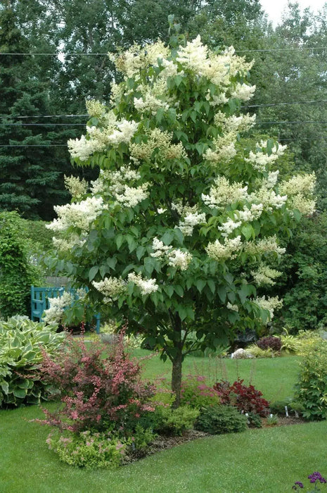 Japanese Tree Lilac Seeds, PERENNIAL - Caribbean garden seed