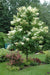 Japanese Tree Lilac Seeds, PERENNIAL - Caribbean garden seed