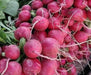 Japanese Red Turnip Seeds, Red Round , Brassica rapa var rapifera. Asian Vegetable - Caribbean garden seed
