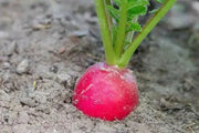 Japanese Red Turnip Seeds, Red Round , Brassica rapa var rapifera. Asian Vegetable - Caribbean garden seed