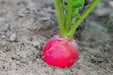 Japanese Red Turnip Seeds, Red Round , Brassica rapa var rapifera. Asian Vegetable - Caribbean garden seed