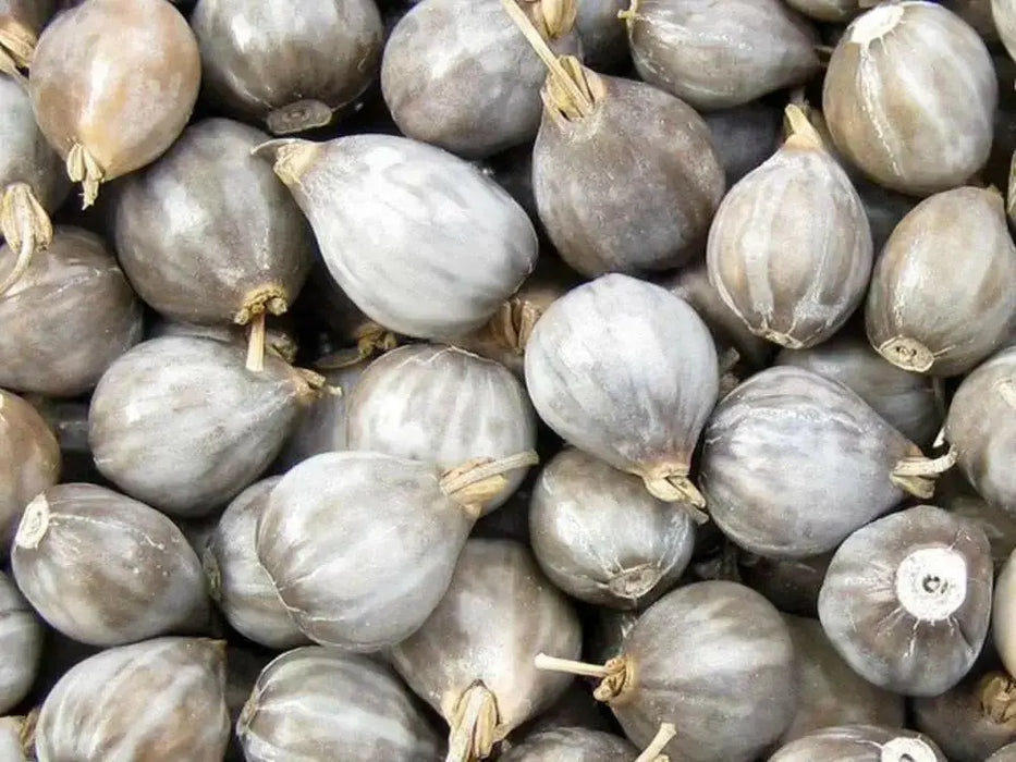 Jobs Tears SEED For Planting, ORNAMENTAL GRASS - Caribbean garden seed