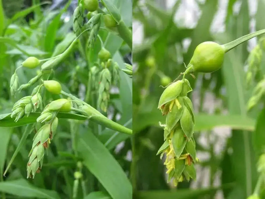 Jobs Tears SEED For Planting, ORNAMENTAL GRASS - Caribbean garden seed