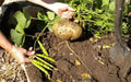 Jicama Seeds, mexican yam, Asian Vegetables VINE - Caribbean garden seed