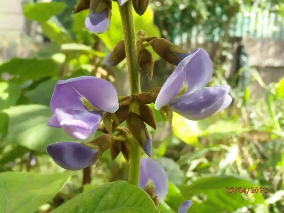 Jicama Seeds, mexican yam, Asian Vegetables VINE - Caribbean garden seed