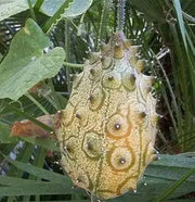 Jelly Melon Cucumber Seeds, Cucumis sativu - Caribbean garden seed