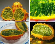 Jelly Melon Cucumber Seeds, Cucumis sativu - Caribbean garden seed