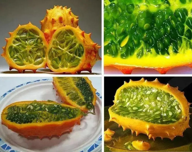 Jelly Melon Cucumber Seeds, Cucumis sativu - Caribbean garden seed