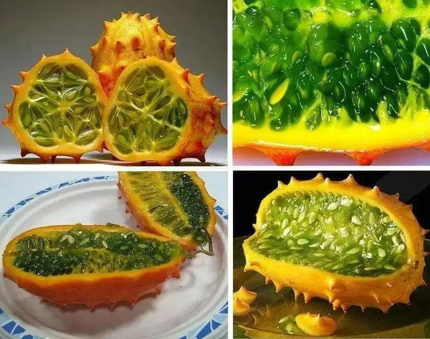 Jelly Melon Cucumber Seeds, Cucumis sativu - Caribbean garden seed