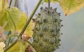 Jelly Melon Cucumber Seeds, Cucumis sativu - Caribbean garden seed