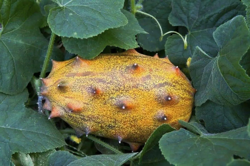 Jelly Melon Cucumber Seeds, Cucumis sativu - Caribbean garden seed