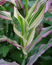 Japonica striped maize corn Seeds - Caribbean garden seed