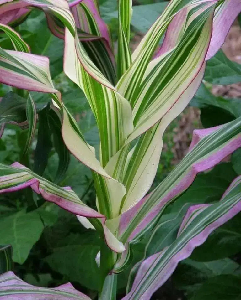 Japonica striped maize corn Seeds - Caribbean garden seed