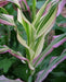 Japonica striped maize corn Seeds - Caribbean garden seed